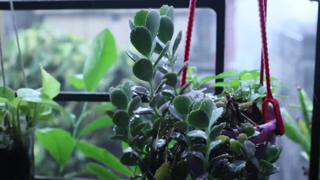 Indoor Green Oasis: Lush green indoor plants thrive, creating a serene natural haven within a home, with various species showcasing their vibrant foliage.