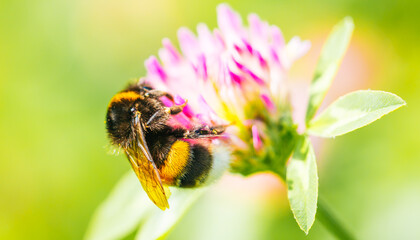 Buzzing in the Garden, a Bumblebee Dances Among Vibrant Clover Blossoms Under the Warm Sunlight of a Summer Afternoon © malyutinaanna