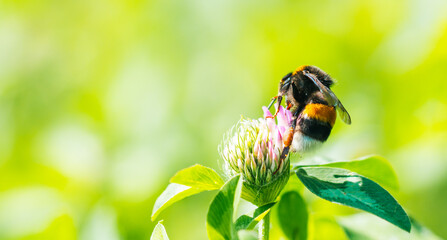 Bright Bumblebee Collecting Nectar From a Vibrant Clover Blossom on a Sunny Day in a Lush Green Field © malyutinaanna