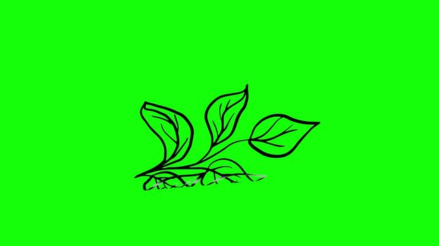 Green, White, Black Flower and Leaf and Screen on Green Screen Background Horizontal 16-9