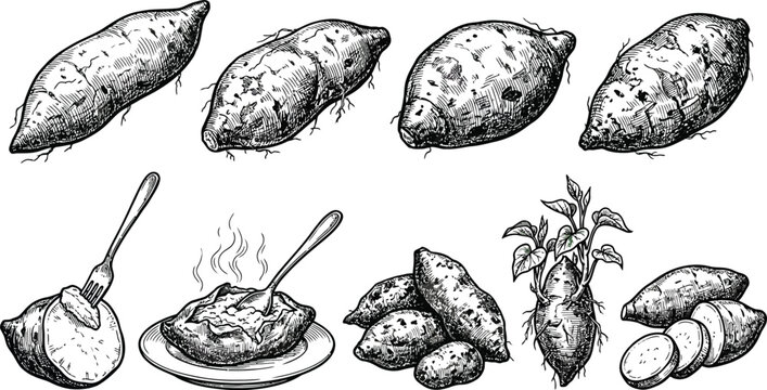 A detailed collection of hand-drawn sweet potato illustrations featuring whole tubers, cooked dishes, and sprouting plant roots