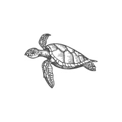 Fototapeta premium Turtle isolated Chelonia mydas endangered marine animal monochrome sketch icon. Vector sea tortoise with hard shell, amphibian mascot. Underwater character, aquatic reptile, wildlife aquatic creature