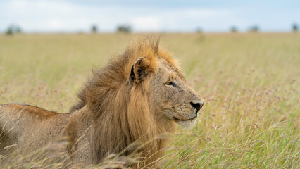 Magnificent portrait of a lion in the grassland, Kruger National Park, South Africa © Jose