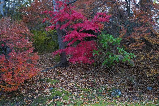 Colorful red Japanese maple foliage in the fall