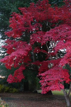 Colorful red Japanese maple foliage in the fall