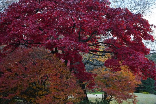 Colorful red Japanese maple foliage in the fall