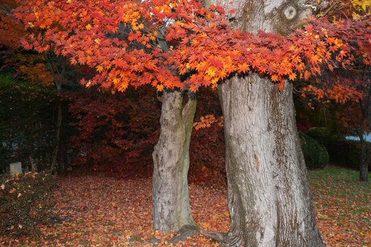 Colorful red Japanese maple foliage in the fall