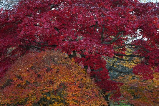 Colorful red Japanese maple foliage in the fall