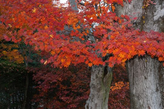 Colorful red Japanese maple foliage in the fall