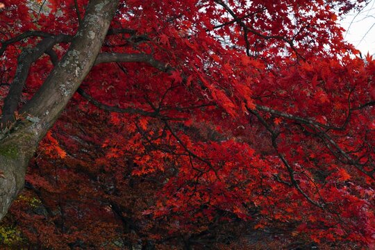 Colorful red Japanese maple foliage in the fall