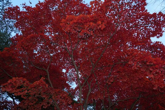 Colorful red Japanese maple foliage in the fall