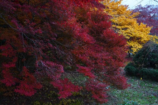 Colorful red Japanese maple foliage in the fall