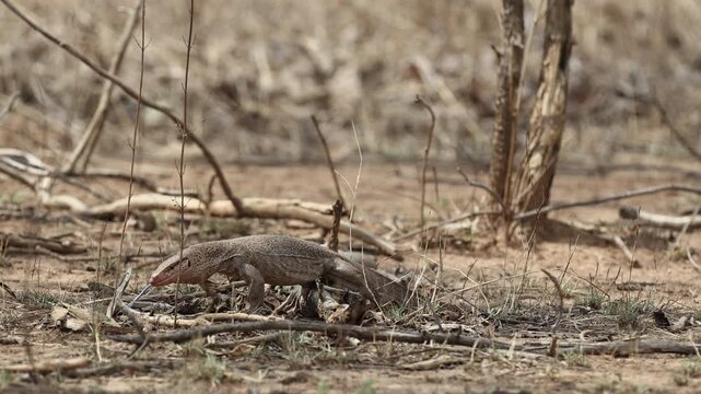 Bengal monitor lizard walking/foraging across dry ground, dry open scrub, summer - Panna National Park, Panna Tiger Reserve, Madhya Pradesh, India, 4K UHD wildlife footage, nature documentary B-roll
