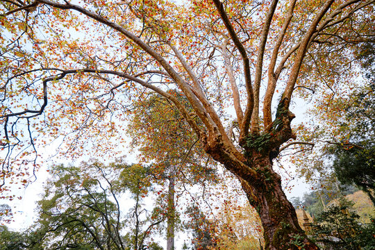 Majestic tree canopy with multicolored autumn leaves reaching toward the sky.