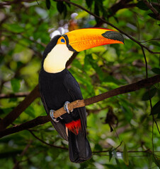 Toco Toucan perching on branch in green rainforest © onurcepheli