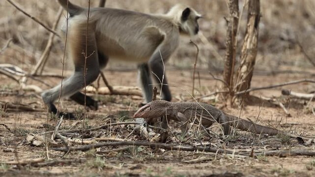 Bengal monitor lizard and grey langur monitor walking as langur leaps past behind, dry open scrub - Panna National Park, Panna Tiger Reserve, Madhya Pradesh, India, 4K UHD wildlife footage