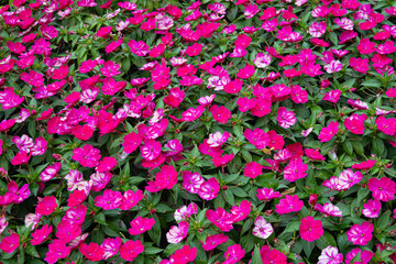 Fototapeta premium Full frame background of vibrant pink and white impatiens flowers