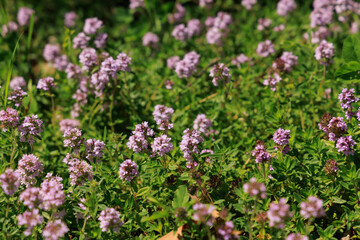 Obraz premium Purple Thymus flowers bloom on green ground during sunny day in garden or field