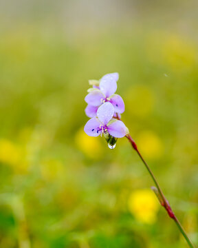 Single Purple Murdannia gigantea (Giant Dewflower) Wildflower with Water Droplet bloomed at plateau of Western ghats Sahyadri mountain range during monsoon rainy season.