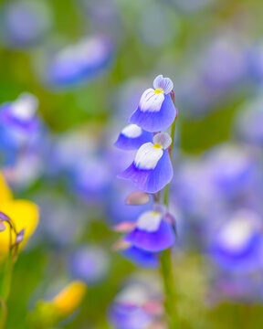 Blue bladderwort flowers fully bloomed during monsoon rainy season on the western ghats plateau