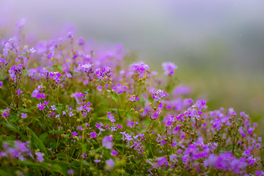 A vibrant, side-angle shot captures a dense cluster of tubeflower starviolet (Neanotis tubulosa) in full bloom during monsoon on plateau of Sahyadri mountain range.