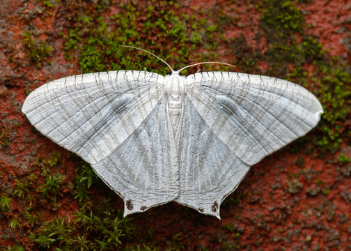 Macro photograph of a white geometrid moth resting on a moss-covered laterite wall. The moth displays delicate translucent wings adorned with fine gray lines and subtle patterns.