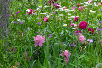 Fototapeta premium Colorful flowers bloom in a garden during spring season showcasing a variety of peonies species amidst green grass and plants
