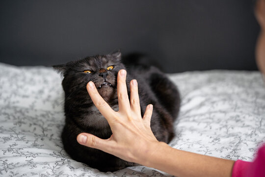 A black cat bares its teeth and bites a person's hand on a patterned bed, capturing a moment of playful aggression and pet behavior during an unexpected interaction between owner and feline.