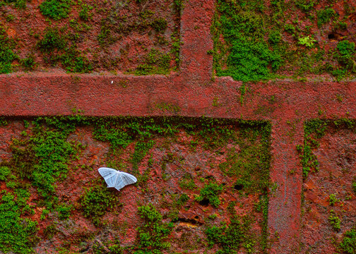 Minimalist nature photograph featuring a Geometrid moth resting on a moss-covered brick wall surface.