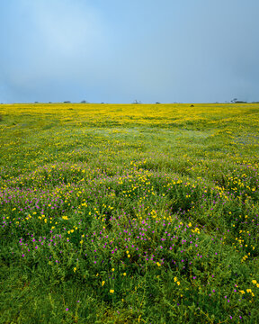 Beautiful green scenery during monsoon season at western ghats plateau on which various types of wild flowers and orchids bloom.