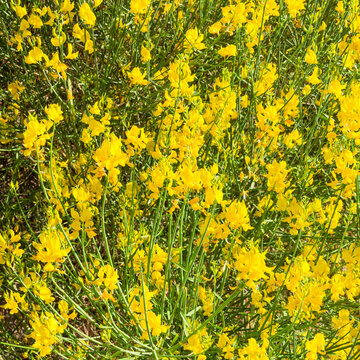 Spanish broom or false rush (Spartium junceum) Mediterranean, evergreen shrub with green stalks, covered in spring with magnificent golden-yellow flowers pea-like

