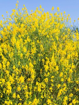 Spanish broom (Spartium junceum)  shrub with upright round green stems partly leafless but basal small leaves lance-shaped producing clusters bright yellow flowers pea-like at the end of stalks
