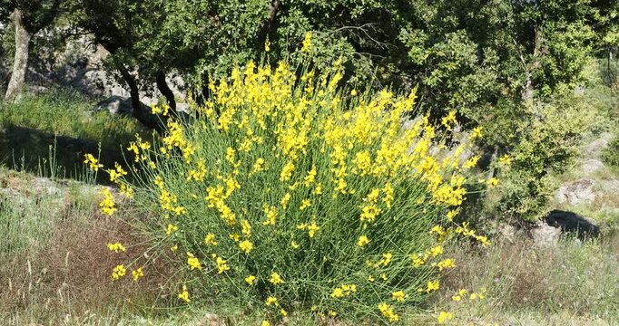 (Spartium junceum) Magnificent small Spanish broom or weaver's broom shrub with bright yellow flowers at the top of upright, leafless green stems, growing in a Proven&ccedil;al garrigue area.
