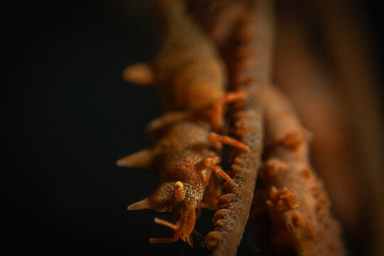 Dragon Shrimp @ Leyte, Philippines