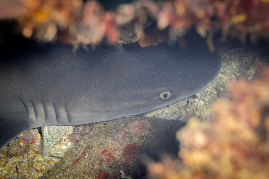 White Tip Reef Shark @ Leyte, The Philippines