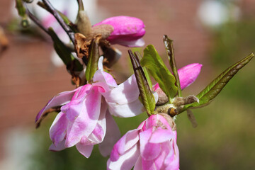 spring flowers in the garden © Mila