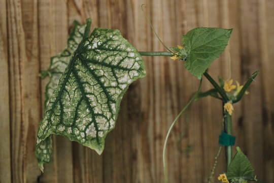 Cucumber disease. Leaf disease in garden. Agriculture, vegetable garden, seedlings.