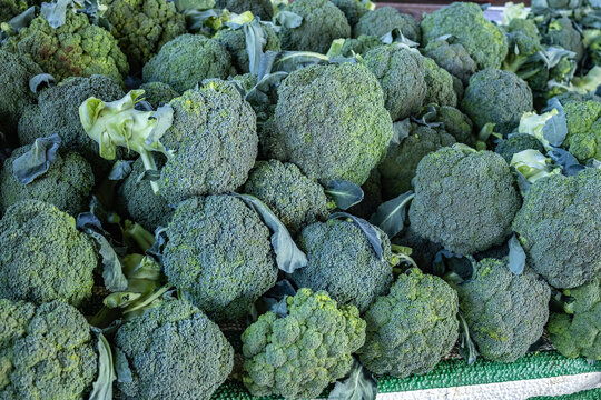 Fresh Organic Broccoli Heads Texture - Close-up of Raw Green Cruciferous Vegetables