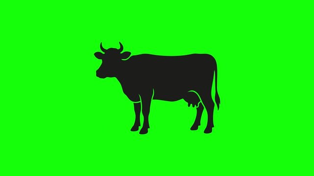 Cow and calf grazing together in a field. Black and white dairy cattle standing on green grass. Farm animal family bonding in pastoral setting.
