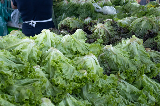 Fresh Green and Red Leaf Lettuce Pile with Market Worker in Apron