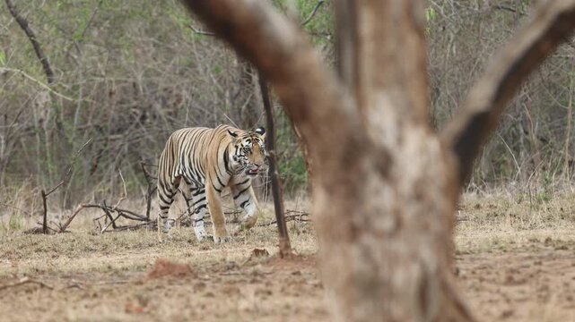 Bengal tiger walking through forest, partly screened by trees, dry deciduous forest - Panna National Park, Panna Tiger Reserve, Madhya Pradesh, India, 4K UHD wildlife footage