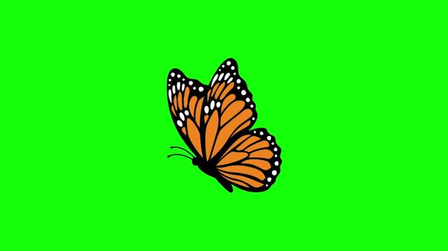 White butterfly with black and blue wings resting on green background. Delicate insect perched on vibrant solid color backdrop. Nature close-up for...