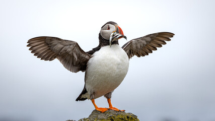 Puffin stands proudly with wings spread wide, clutching fish in beak © Piotr