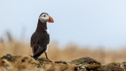Puffin stands alert on rocky shore © Piotr