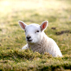 Cute lamb rests in soft grass © Piotr