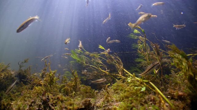 Medium wide underwater shot of freshwater Minnows swimming and feeding on algae in the River Avon, Wiltshire UK