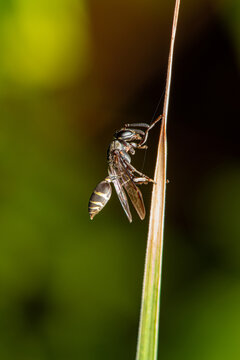A wasp of the genus (Polybia) popularly known in Brazil as "marimbondo" or "marimbondo-chumbinho"&mdash;seen in detail through a macro lens; selective focus.