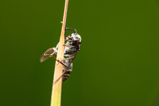 A wasp of the genus (Polybia) popularly known in Brazil as "marimbondo" or "marimbondo-chumbinho"&mdash;seen in detail through a macro lens; selective focus.