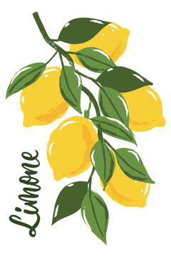 Vector watercolor lemon branch. Hand drawn citrus and Italian Limone lettering. Trendy print, poster design element