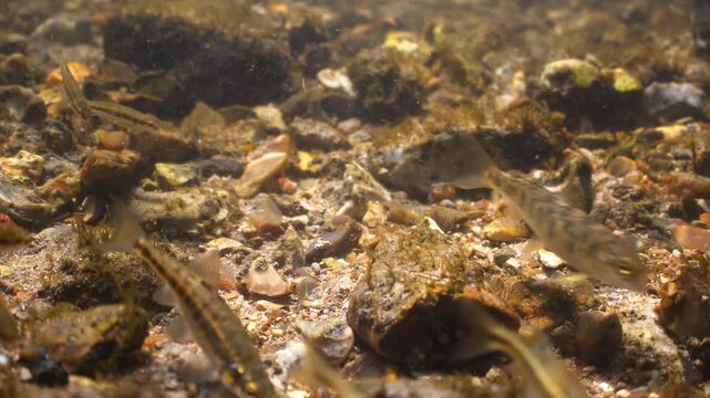 Juvenile Brown Trout swims feeds and shelters from current and exits frame. River Avon, Wiltshire, UK